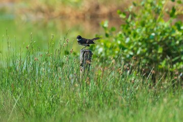 Perched Bird on Wooden Post Amidst Lush Grass.