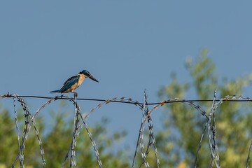 Azure Kingfisher Perched on Razor Wire: A Study in Contrast.