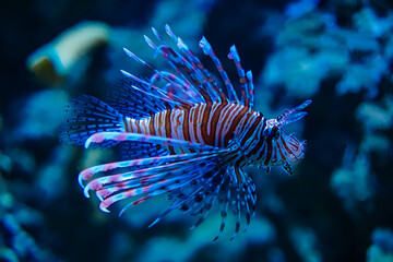 Various Aquatic Animals in Their Natural Habitat