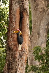 The knobbed hornbill (Rhyticeros cassidix), also known as Sulawesi wrinkled hornbill, is a colourful hornbill native to Indonesia. 