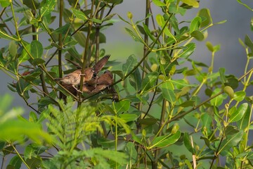 Close-up of Birds Feeding in Lush Tropical Foliage.