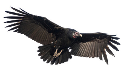 California Condor in Profile &ndash; Stunning Isolated Bird Image on Transparent Background for Nature and Conservation-Themed Creative Projects