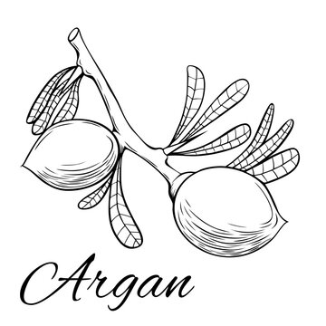 Argan branch with fruit. Hand drawn vector illustration. Plant part isolated on white background.