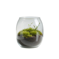 Miniature Terrarium in Glass Vase Moss Plants and Soil