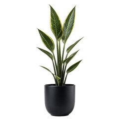 Vibrant Strelitzia Reginae Plant in a Modern Black Pot Lush Green Foliage Indoor Houseplant