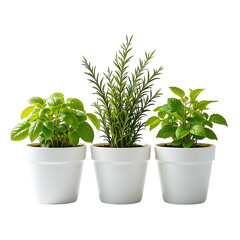 Three potted herbs basil rosemary and mint plants in white pots home gardening