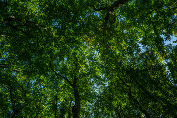 Forest background. Green leaf backdrop. Nature leaf background. Green leaf forest greenery background. Green in forest. Green plants backdrop. Nature leaf on greenery blurred.