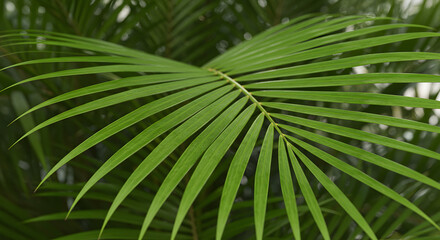 Obraz premium Bright Green Palm Leaf with Natural Lighting on Jungle Background for Tropical Nature Decor