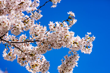Bunches of plum blossom with white flowers against the blue sky. Spring blossom background. Blossoming apple tree branch on sky background. Spring flowering tree branch with white flowers.