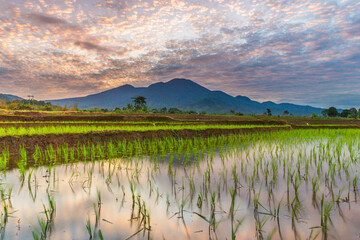 Aerial view of Indonesia's lush rice fields with majestic mountain backdrop, showcasing natural...