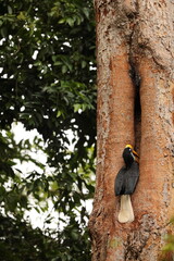 The knobbed hornbill (Rhyticeros cassidix), also known as Sulawesi wrinkled hornbill, is a colourful hornbill native to Indonesia.  © feathercollector