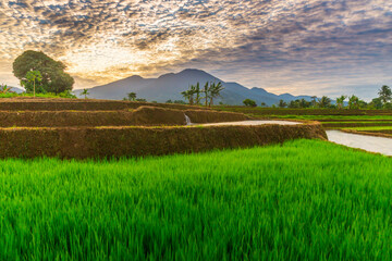 Aerial view of Indonesia's lush rice fields with majestic mountain backdrop, showcasing natural...