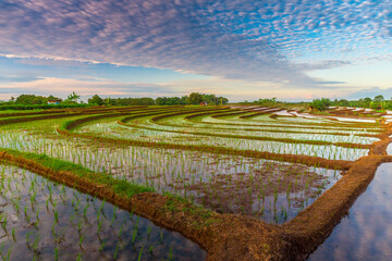 Aerial view of Indonesia's lush rice fields with majestic mountain backdrop, showcasing natural...