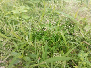 Wild Grass Flower Blooming in Natural Field