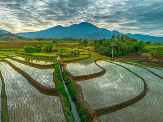 Aerial view of Indonesia's lush rice fields with majestic mountain backdrop, showcasing natural...