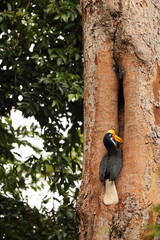 The knobbed hornbill (Rhyticeros cassidix), also known as Sulawesi wrinkled hornbill, is a colourful hornbill native to Indonesia.  © feathercollector