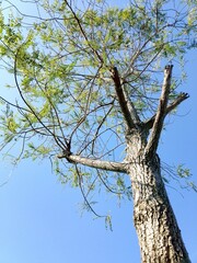Upward View of a Bare Tree with Green Leaves Against Sky
