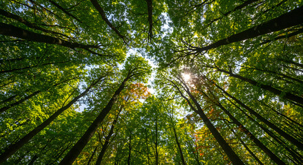 Tall Green Tree Canopy with Sunlight Filtering Through Leaves in Forest