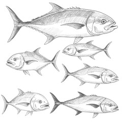 Atlantic jack-Carangoides bartholomae. Hand-drawn fish illustrations display detailed sketches on white paper. Marine life concept
