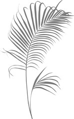 Gray silhouette of two palm leaves swaying gently on a separate background, for decorating cards or product display background.