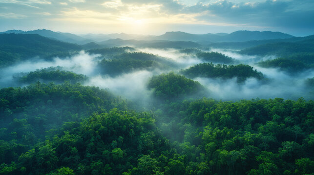 Overhead Shot of Dense Green Rainforest Foliage