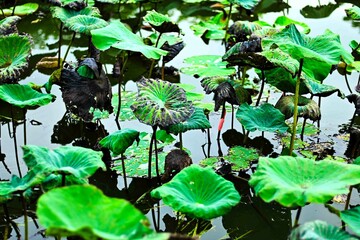 The beautiful lotus leaves in the rainy season fall down, and the clear blue water drops reflect in the water, looking at them is very beautiful. I love them.