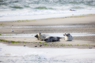 A peaceful and serene scene of seals lounging contentedly on the warm sandy shore, delighting in the ocean breeze