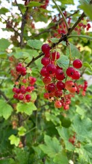 Macro photo of currant bush with berries in various ripening stages – summer morning gardening detail