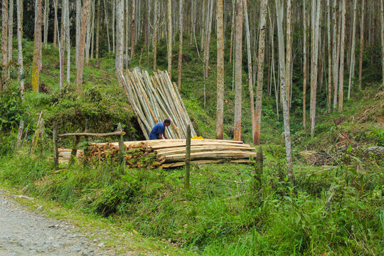 An adult man dressed in a blue t-shirt and pants with a wheat-colored complexion is cutting down pine trees with a yellow chainsaw to gather wood for the construction of houses, bases, beds, etc. He d