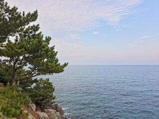 Peaceful natural landscape, trees growing on the shore, pine trees and calm seascape background,...