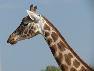 portrait of a giraffe