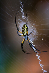 spider on web