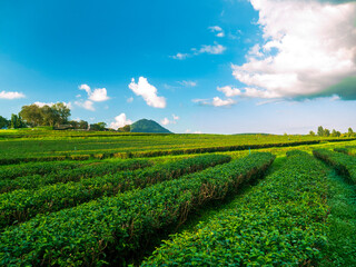 Green tea tree leaves field plant in camellia sinensis organic farm. Close up Tree tea plantations mountain green nature background in morning. Fresh young tender bud herbal Green tea tree in farm
