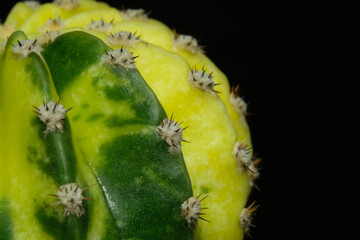 Close up detail of echinopsis subdenudata variegata spines. Isolated on black background