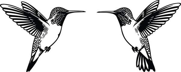 Two detailed hummingbird illustrations, symmetrical flying birds, black and white artwork, vector animal drawing, wings spread, nature, ink sketch