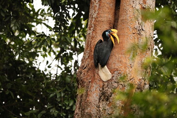 The knobbed hornbill (Rhyticeros cassidix), also known as Sulawesi wrinkled hornbill, is a colourful hornbill native to Indonesia.  © feathercollector