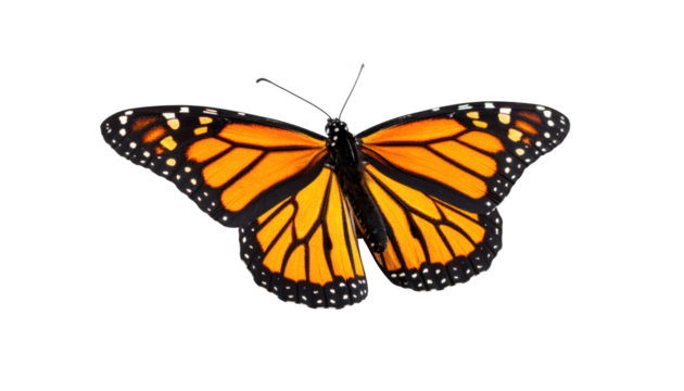 Monarch butterfly isolated on transparent background