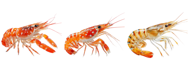 Fresh Shrimp on Transparent Background for Culinary and Seafood Use