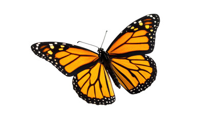 Monarch butterfly isolated on transparent background
