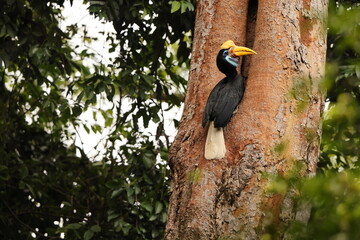The knobbed hornbill (Rhyticeros cassidix), also known as Sulawesi wrinkled hornbill, is a...