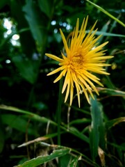 yellow dandelion flower