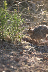 Baby quail bird running through the desert landscape at golden hour