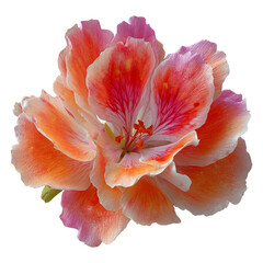 Fototapeta premium Beautiful Orange and Pink Flower with a Clear Background
