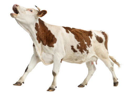 Dairy cow walks gracefully, showcasing its beautiful brown and white coat while expressing gentle moo