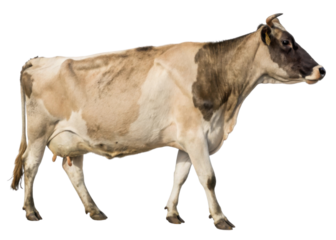 Dairy cow grazes peacefully in lush green pasture, embodying essence of farm life and providing fresh milk for all