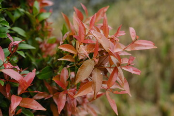 Pucuk Merah (Syzygium myrtifolium) plant with vibrant red and green leaves