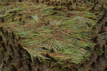 Harvested rice stalks lying on the field