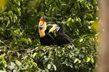 The knobbed hornbill (Rhyticeros cassidix), also known as Sulawesi wrinkled hornbill, is a colourful hornbill native to Indonesia.  © feathercollector