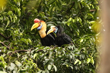 The knobbed hornbill (Rhyticeros cassidix), also known as Sulawesi wrinkled hornbill, is a...
