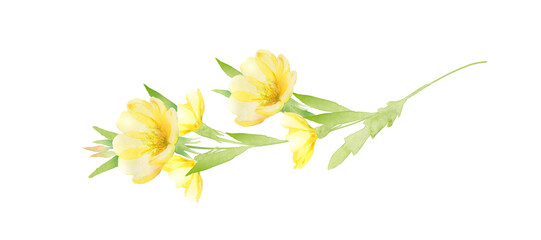 月見草の花の水彩画